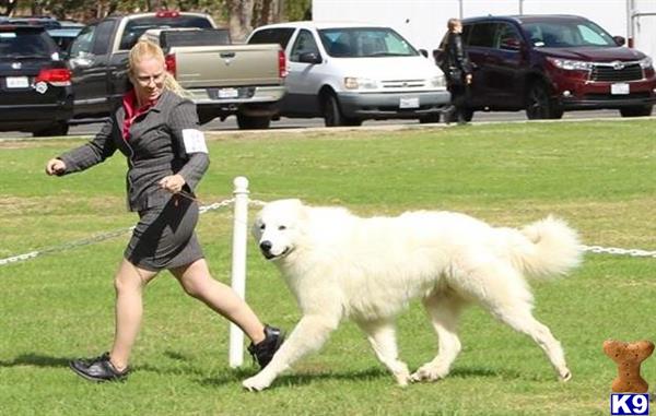 CLTPyrs Picture 3